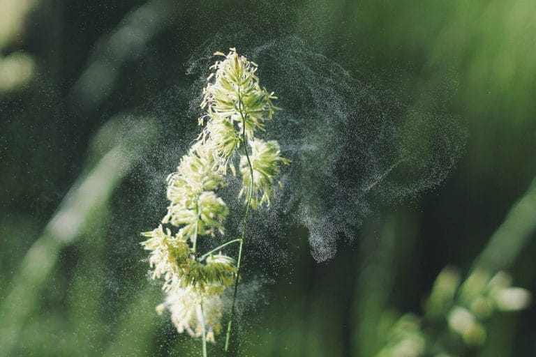 Eine Nahaufnahme einer Grasblüte, die Blütenpollen in die Luft abgibt. Vor einem weichen, grünen, unscharfen Hintergrund sind feine gelbe Pollenpartikel sichtbar, die die Pflanze umgeben.